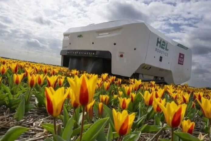 AI robot helps detect diseased tulips